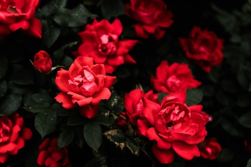 Simpatia com rosas vermelhas para ter o amor de uma pessoa